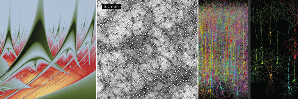 Collective information processing across physical and neural systems
